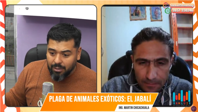 “La caza prohibida, la naturaleza en peligro: el jabalí arrasa con el equilibrio ecológico en San Luis”